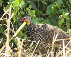 Pternistis leucoscepus