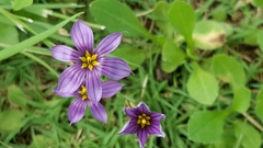 Sisyrinchium scabrum