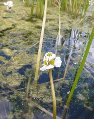 Sagittaria rigida