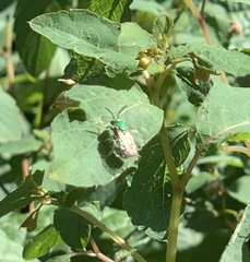 Augochloropsis viridula