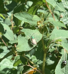 Augochloropsis viridula
