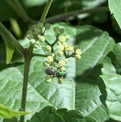 Augochloropsis viridula