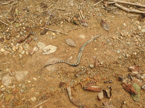 Photo of a Ringed Keelback Water Snake (Trimerodytes annularis)