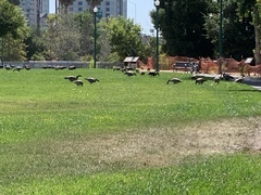 Branta canadensis