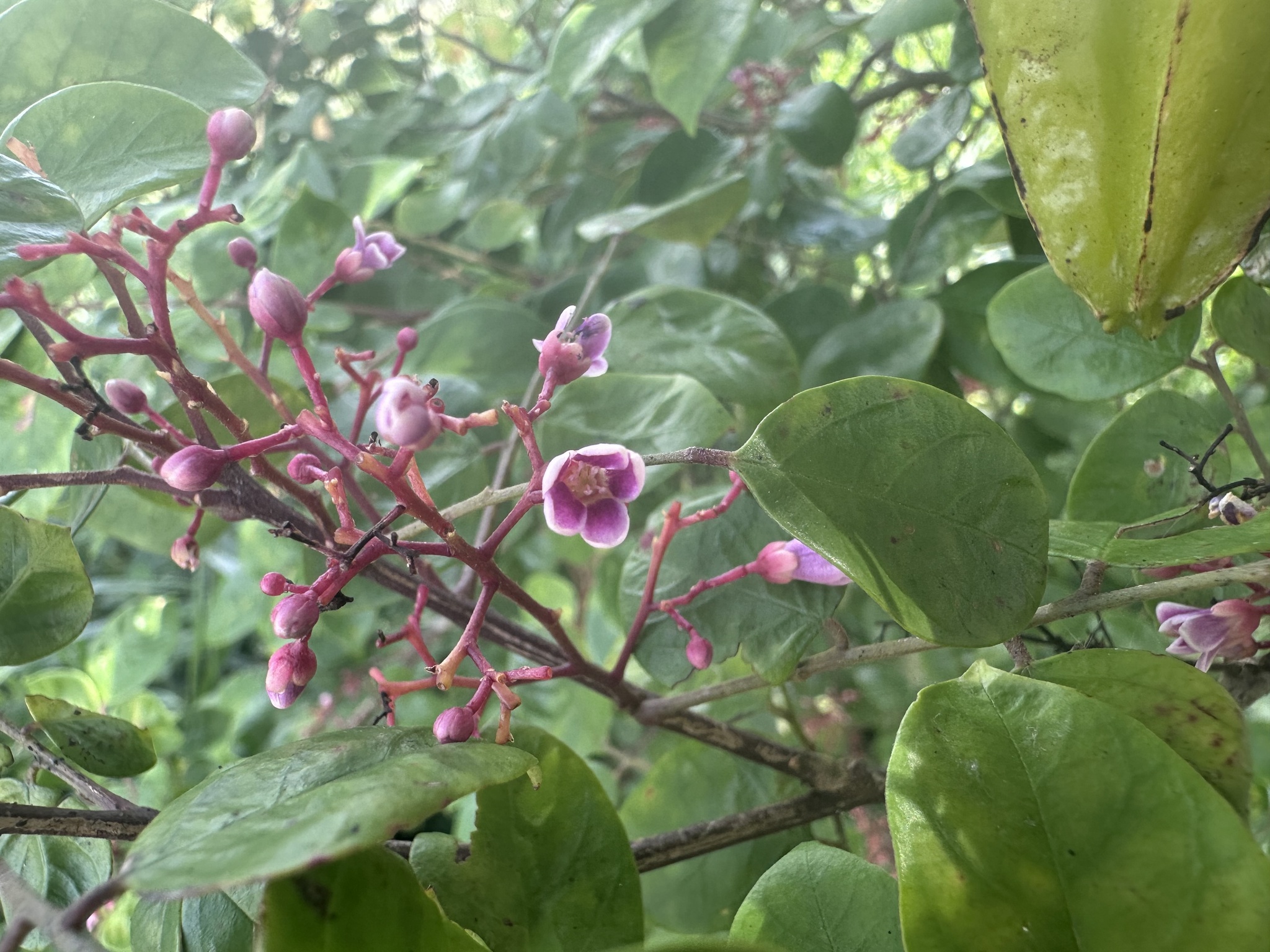 Averrhoa carambola
