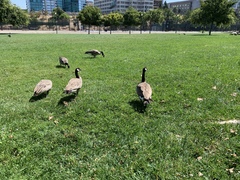 Branta canadensis