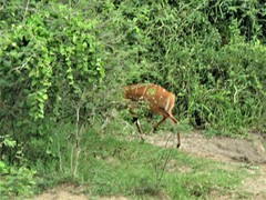 Tragelaphus scriptus bor