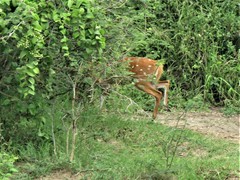 Tragelaphus scriptus bor