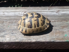 Testudo graeca ibera