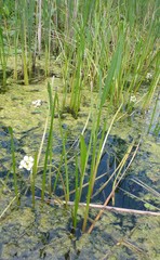 Sagittaria rigida
