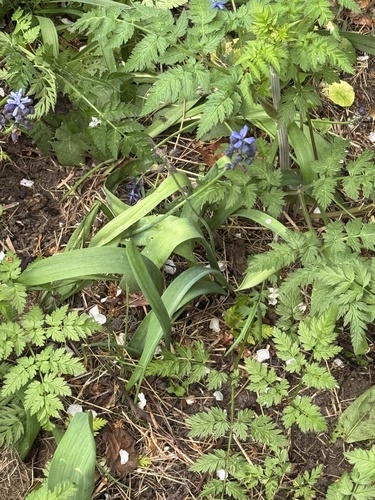 Muscari latifolium, photograph 4