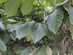 Asimina triloba