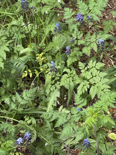 Muscari latifolium, photograph 5