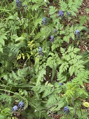 (c) chrisdt, some rights reserved (CC BY) Muscari latifolium, photograph (c) chrisdt, some rights reserved (CC BY)