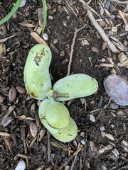 Asimina triloba