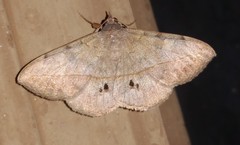 Anticarsia gemmatalis