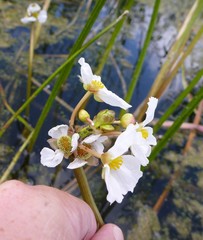 Sagittaria rigida