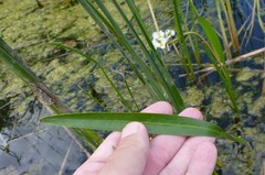 Sagittaria rigida