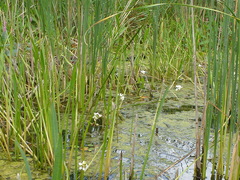 Sagittaria rigida