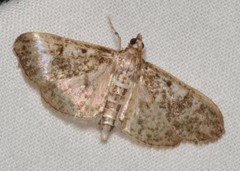 Palpita freemanalis