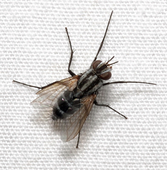 Paradidyma singularis