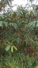 Vismia guianensis