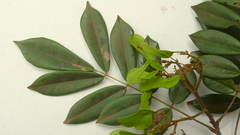 Machaerium condensatum