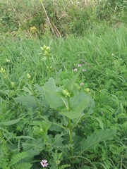 Silphium perfoliatum