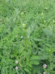Silphium perfoliatum