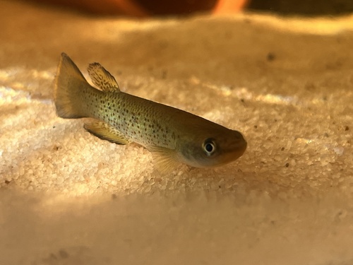 Magdalena rivulus (Cynodonichthys magdalenae) — Rivulidae — 3