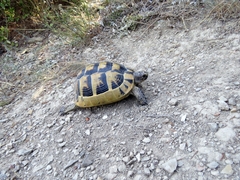 Testudo graeca ibera