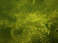 Potamogeton robbinsii