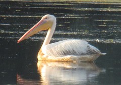 Pelecanus onocrotalus
