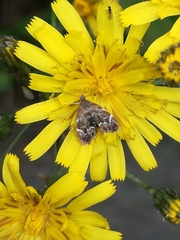Anthophila fabriciana