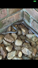 Coluber constrictor anthicus