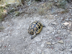 Testudo graeca ibera