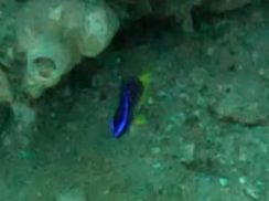Yellowtail reeffish (Chromis enchrysura) — Pomacentridae
