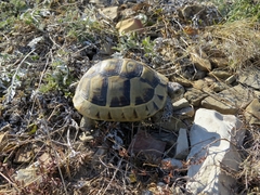 Testudo graeca ibera