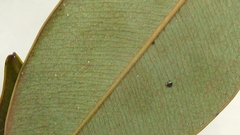 Machaerium condensatum