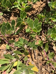 Arctostaphylos nevadensis