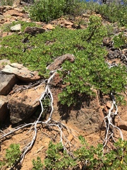 Arctostaphylos nevadensis