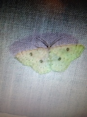 Cyclophora albipunctata