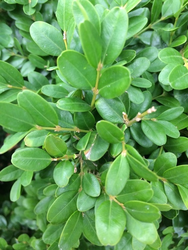 krušpán vždyzelený (Buxus sempervirens)