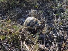 Testudo graeca ibera