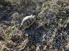 Testudo graeca ibera