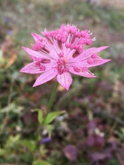 Astrantia maxima