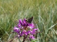 Hesperia assiniboia