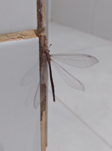 Dimares elegans