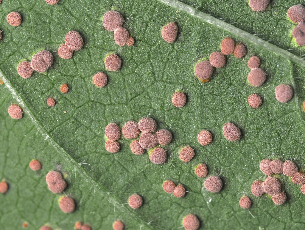 Hollyhock Rust