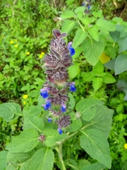 Salvia clinopodioides